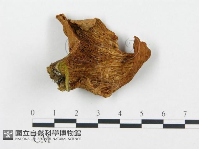 登錄號:F0005223藏品圖，第1張