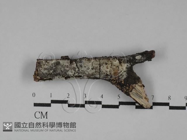 刺皮菌屬藏品圖，第1張