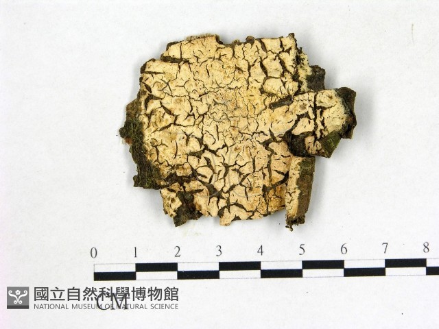 登錄號:F0009223藏品圖，第1張