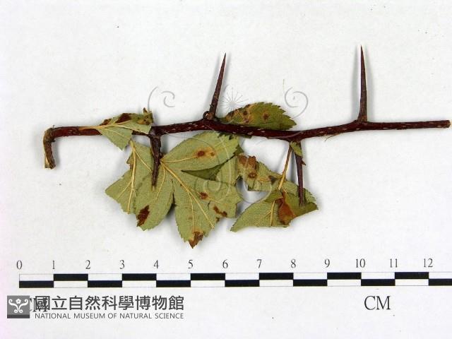 登錄號:F0019223藏品圖，第1張