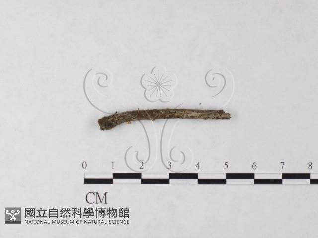 登錄號:F0023223藏品圖，第1張