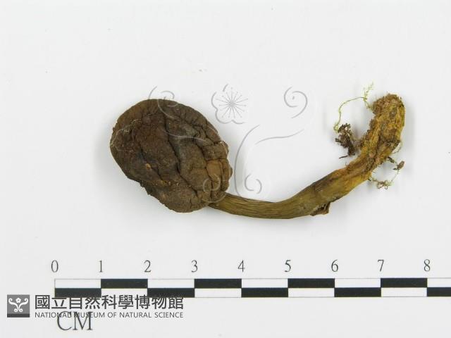 登錄號:F0013223藏品圖，第1張