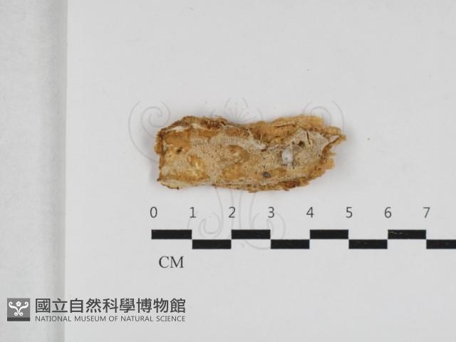 骨皮菌屬藏品圖，第1張