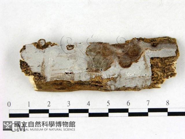 登錄號:F0008823藏品圖，第1張