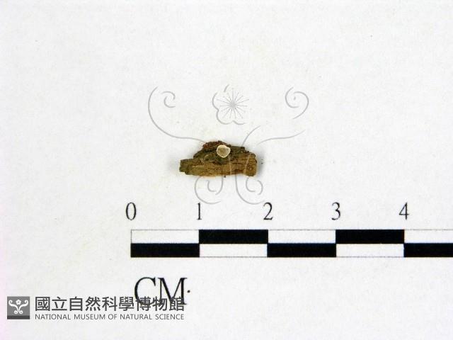 登錄號:F0020823藏品圖，第1張