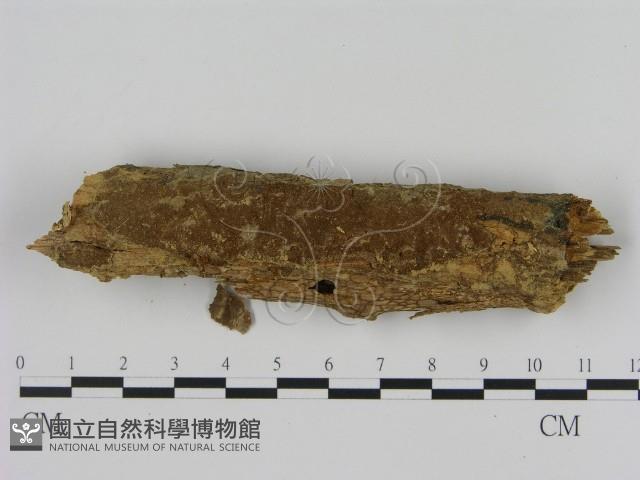 刺革菌屬藏品圖，第1張