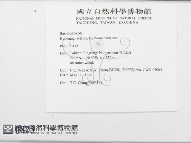 木層孔菌屬藏品圖，第3張