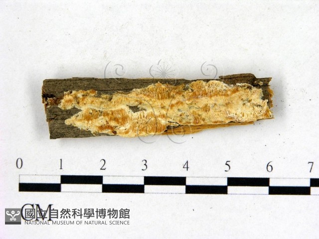 登錄號:F0006823藏品圖，第1張