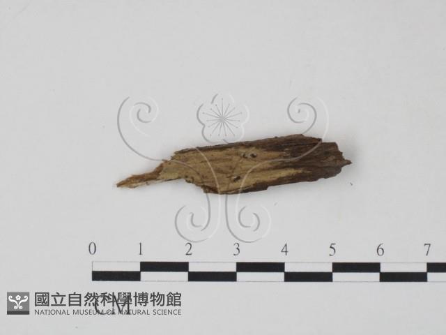 登錄號:F0016823藏品圖，第1張