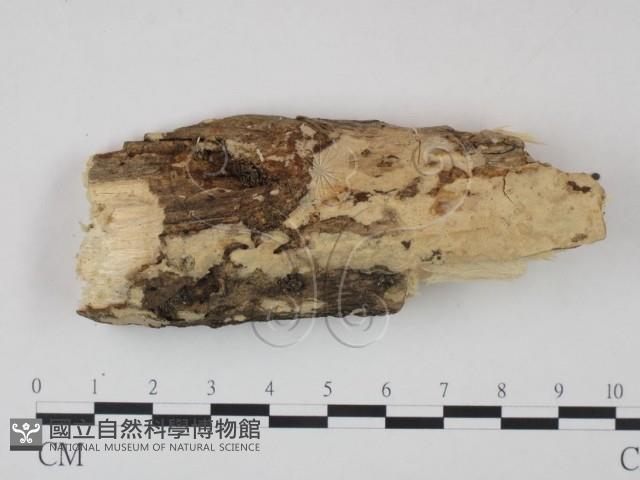 登錄號:F0021823藏品圖，第1張