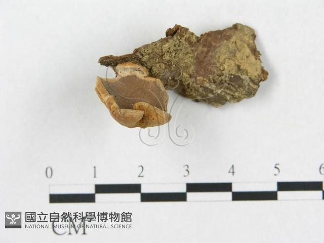 登錄號:F0001823藏品圖，第1張