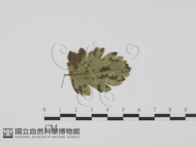 登錄號:F0011823藏品圖，第1張