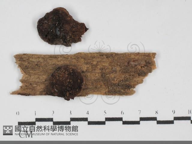 登錄號:F0031823藏品圖，第1張