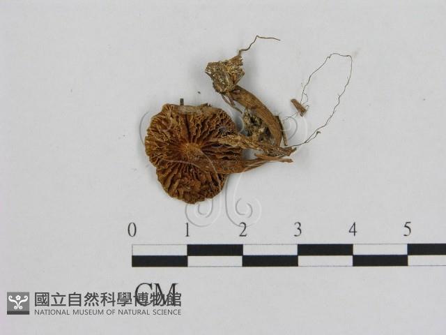 Accession Number:F0004823 Collection Image, Figure 1, Total 3 Figures