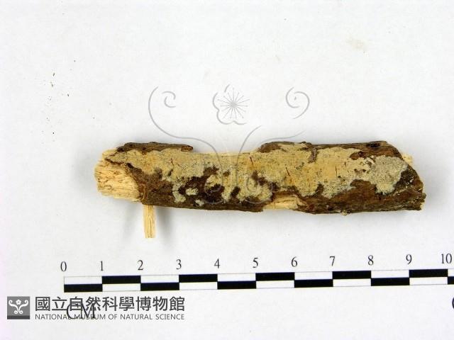 登錄號:F0014823藏品圖，第1張