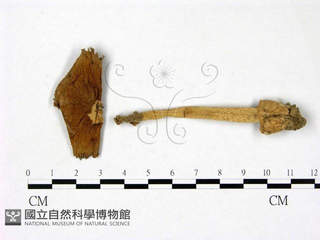 登錄號:F0022823藏品圖，第1張