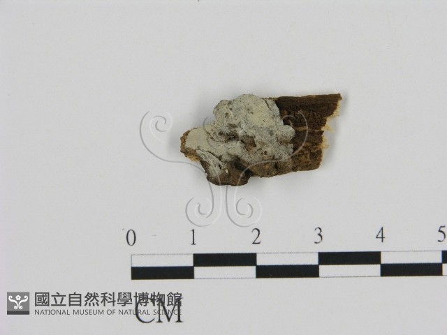 登錄號:F0002823藏品圖，第1張