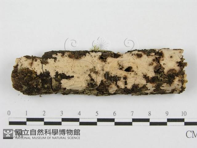 筍殼菌屬藏品圖，第1張