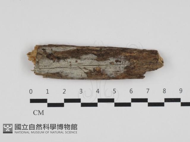 登錄號:F0032823藏品圖，第1張
