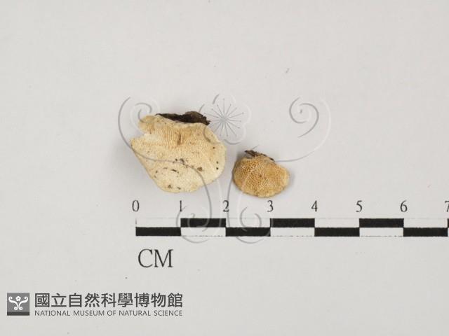 登錄號:F0027823藏品圖，第1張