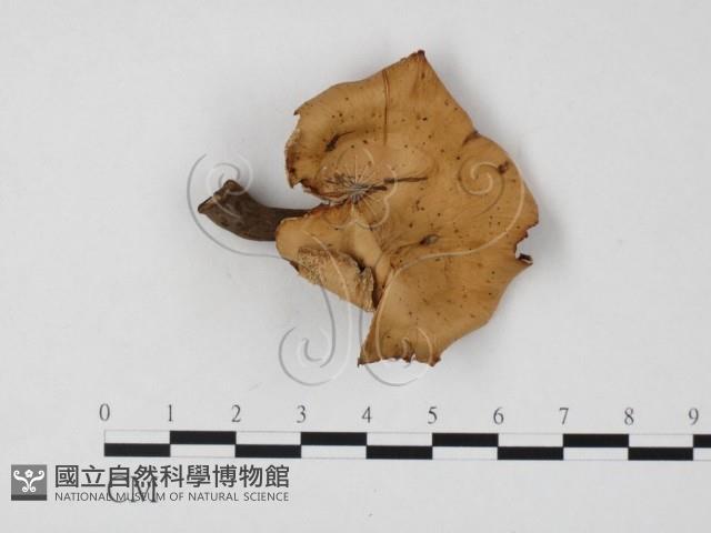 登錄號:F0025823藏品圖，第1張