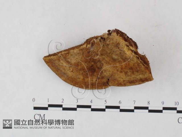 登錄號:F0005823藏品圖，第1張