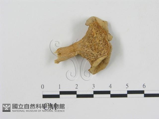 登錄號:F0015823藏品圖，第1張