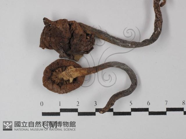 登錄號:F0029823藏品圖，第1張