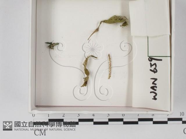 登錄號:F0009823藏品圖，第1張