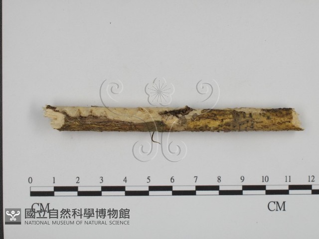 叉絲革菌屬藏品圖，第1張