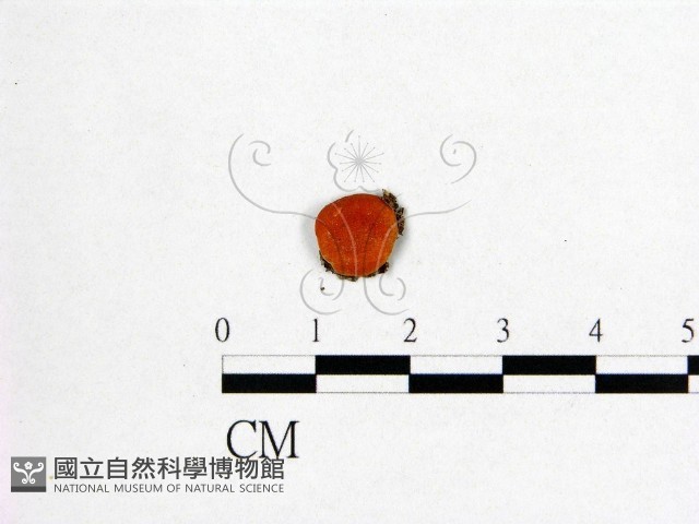 登錄號:F0008923藏品圖，第1張