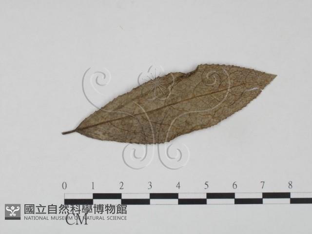 登錄號:F0018923藏品圖，第1張