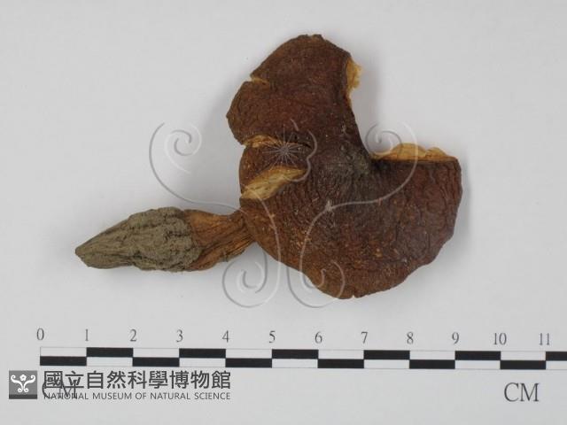 登錄號:F0010923藏品圖，第1張