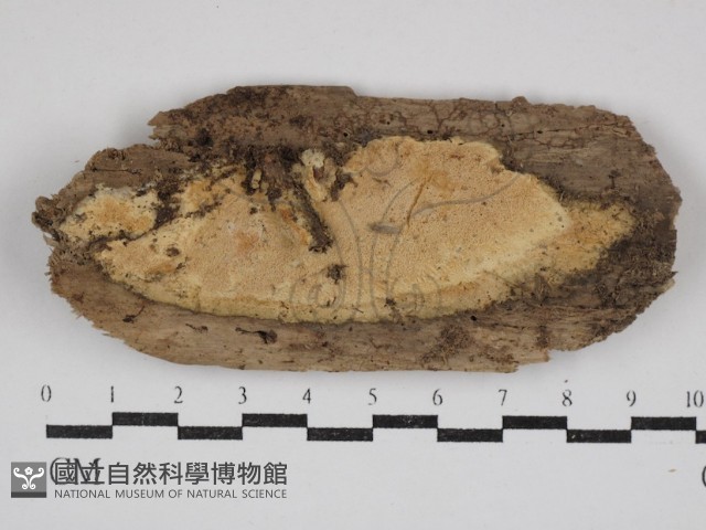 登錄號:F0030923藏品圖，第1張