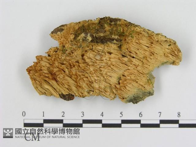 登錄號:F0006923藏品圖，第1張