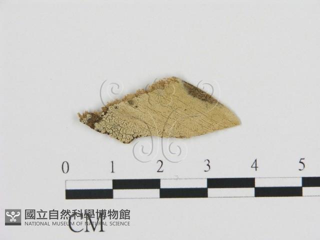 剛毛絲皮菌藏品圖，第1張