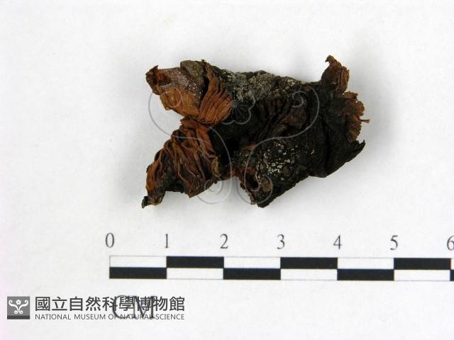 登錄號:F0021923藏品圖，第1張