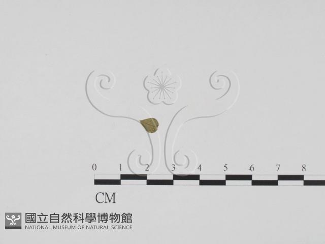 登錄號:F0011923藏品圖，第1張