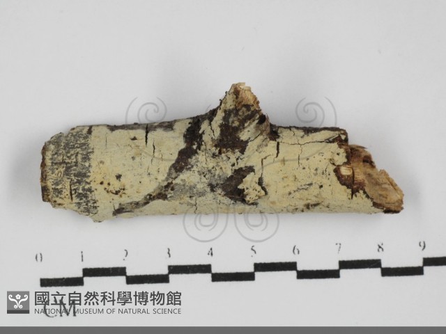 登錄號:F0031923藏品圖，第1張