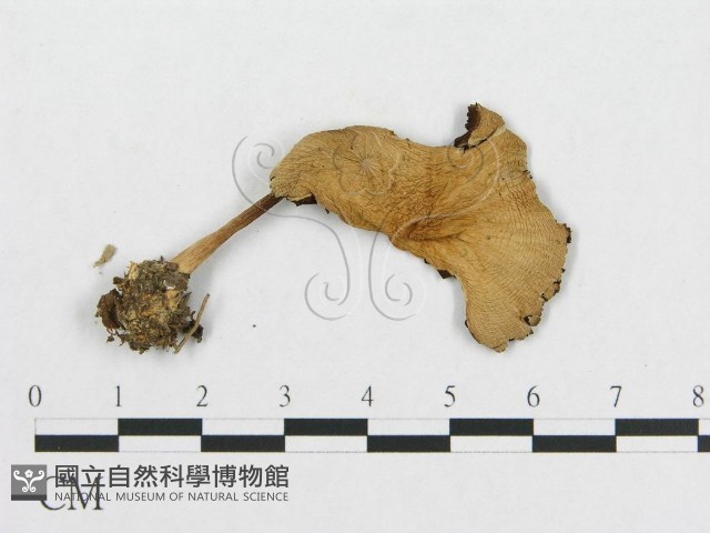 登錄號:F0004923藏品圖，第1張