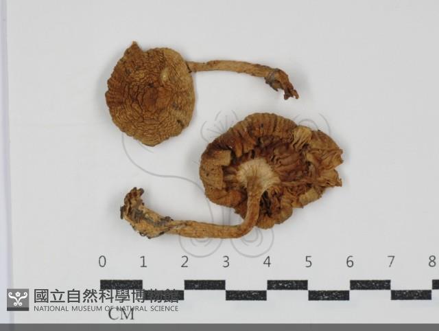 登錄號:F0034923藏品圖，第1張