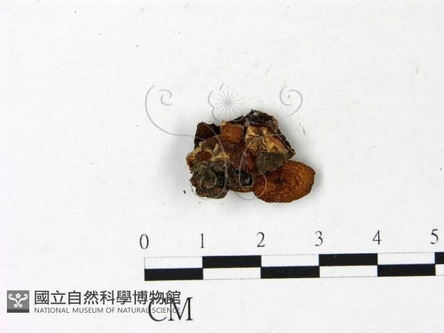 登錄號:F0022923藏品圖，第1張