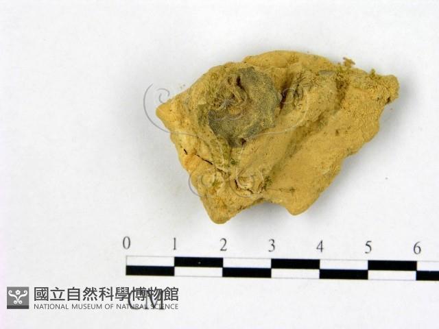 登錄號:F0002923藏品圖，第1張