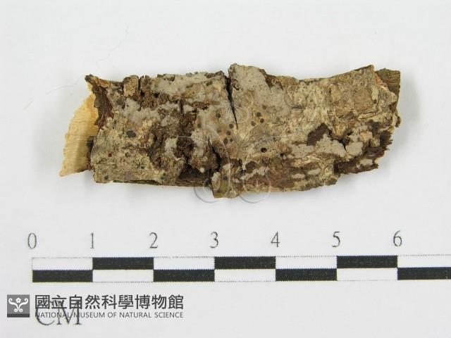 登錄號:F0012923藏品圖，第1張