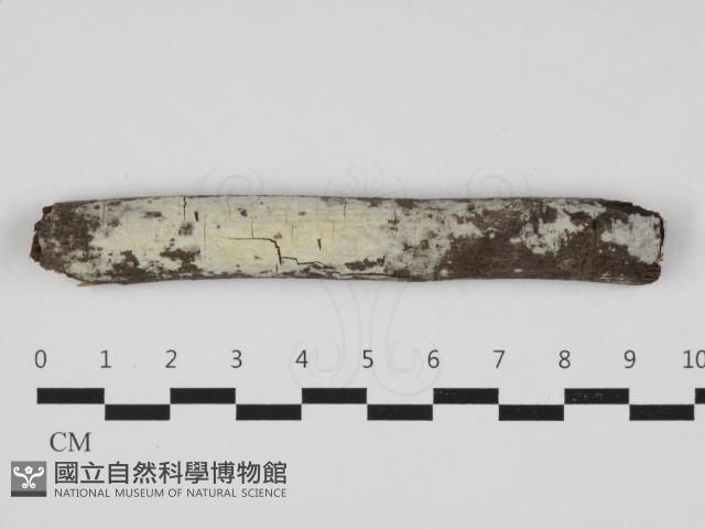 登錄號:F0032923藏品圖，第1張