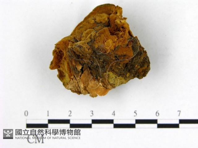 登錄號:F0017923藏品圖，第1張