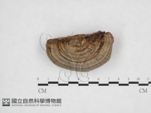 登錄號:F0025923藏品圖，第1張