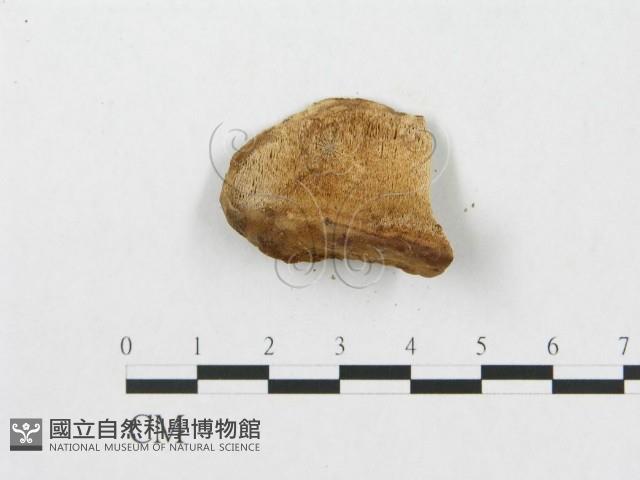 登錄號:F0005923藏品圖，第1張