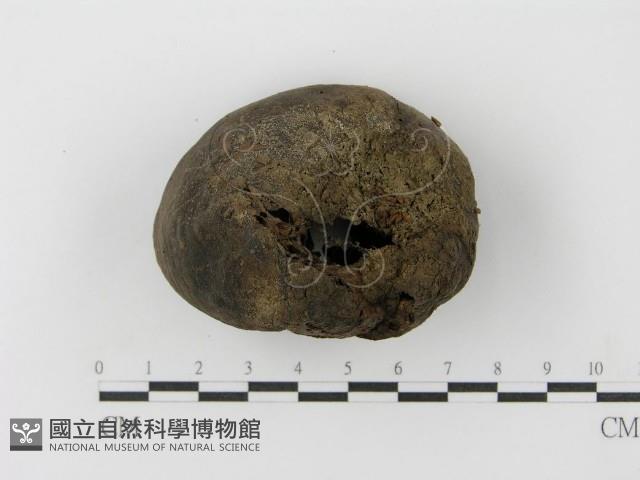紫色禿馬勃藏品圖，第1張