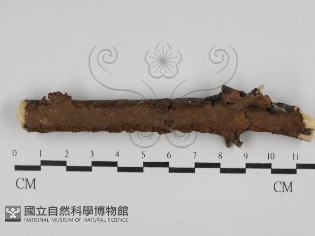 刺革菌屬藏品圖，第1張